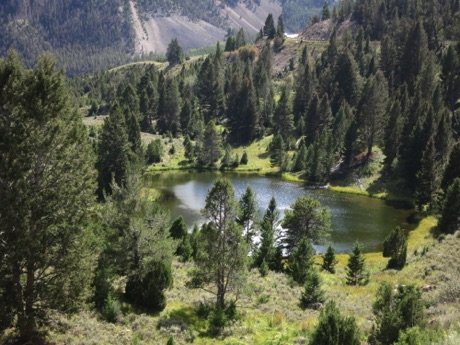 just a nice roadside scene, Yellowstone, N.P.